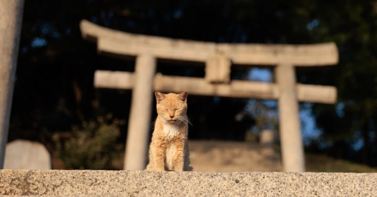 猫島ざっくり紹介「男木島」｜猫写真家 あおいとり