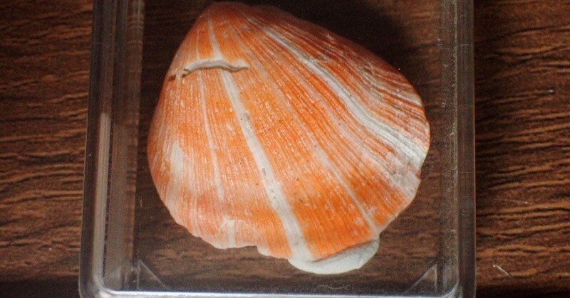 拾いに行くならこんな貝殻⑯マテガイ、マルオミナエシ、フロガイ