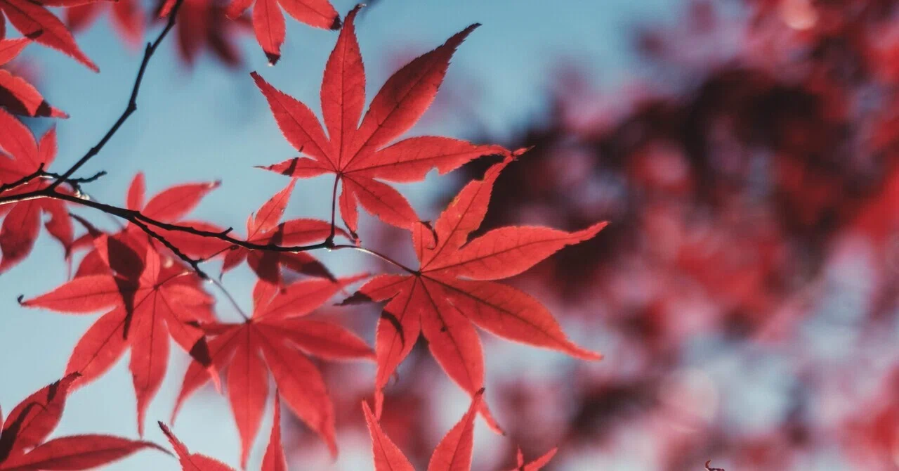 この一枚は誰に見せたいかを考えるだけで変わる｜sho