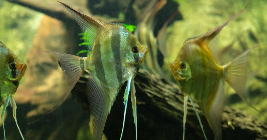 淡水魚の王様】アルタムエンゼルフィッシュのすべて ～その生態と魅力 