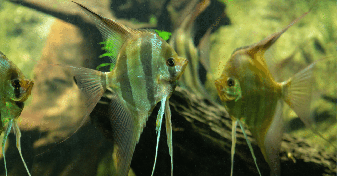淡水魚の王様】アルタムエンゼルフィッシュのすべて ～その生態と魅力