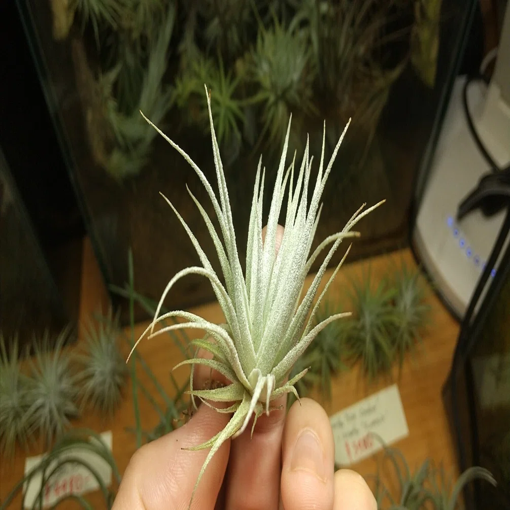 チランジア入荷リスト9/20｜NatureGarden🌿神田
