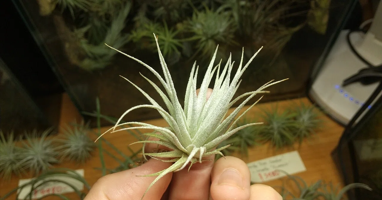 チランジア入荷リスト9/20｜NatureGarden🌿神田