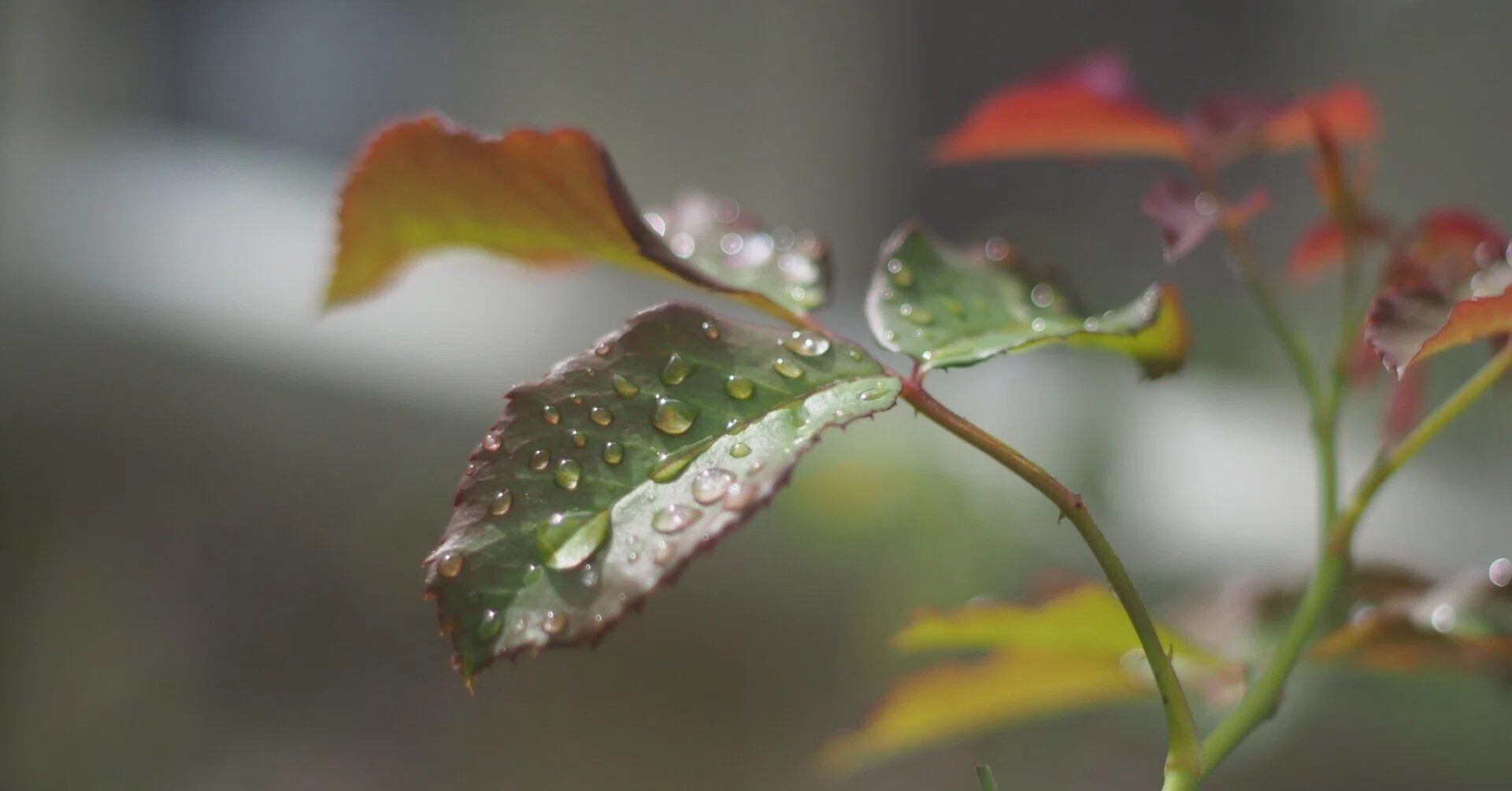 OM-ZUIKOの世界(その10：F.ZUIKO50mmF1.8)｜cherubino