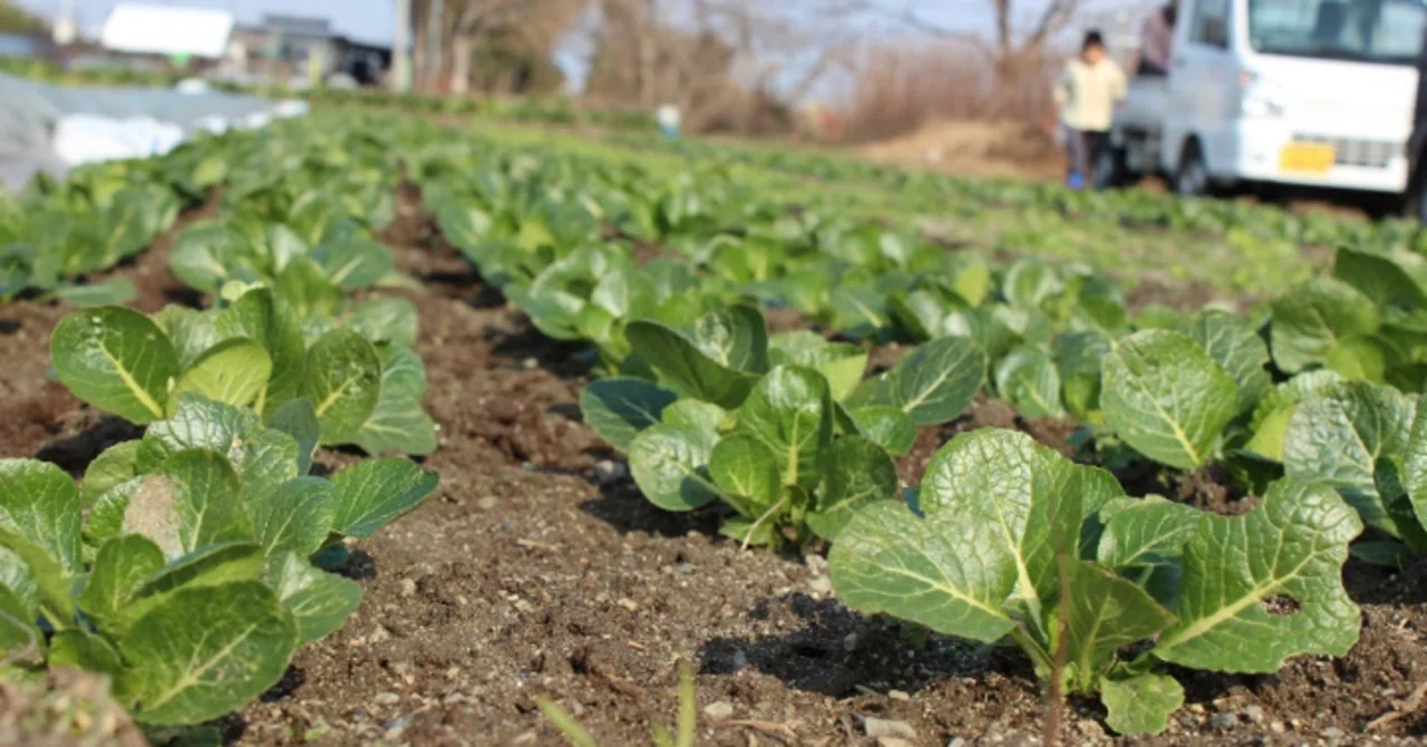 あおぞら・みどり・えがお ぬくもりのなかで育つ命を感じる野菜たち 新