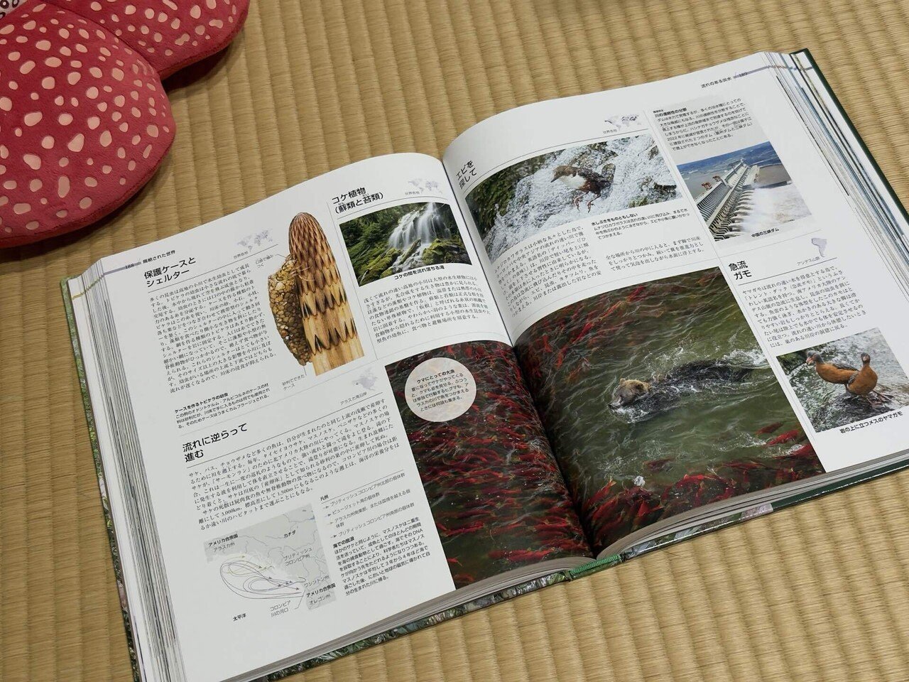 気候と生態系でわかる地球の生物大図鑑」がよかった｜さざなみあやめ