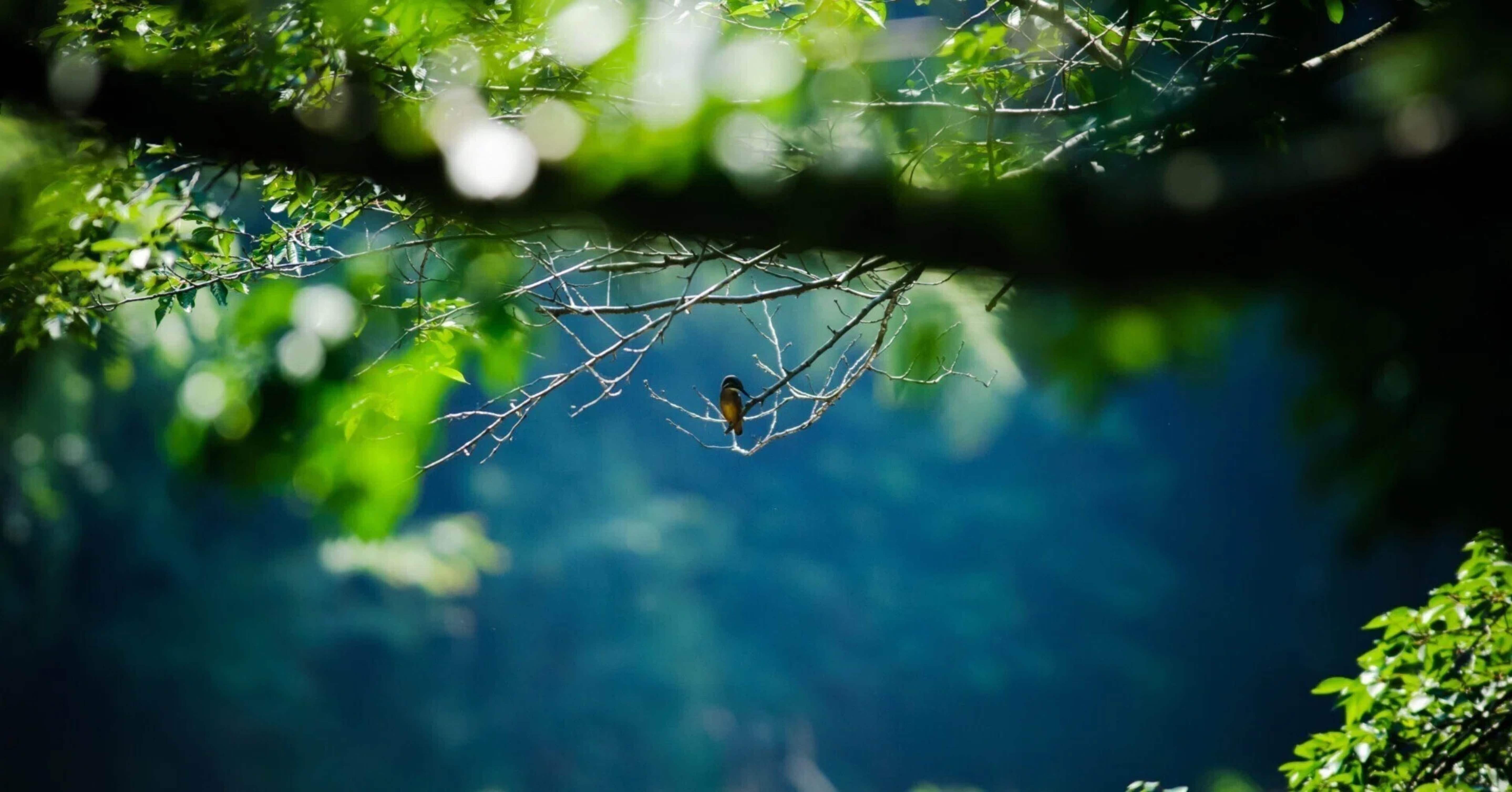 気候と生態系でわかる地球の生物大図鑑」がよかった｜さざなみあやめ