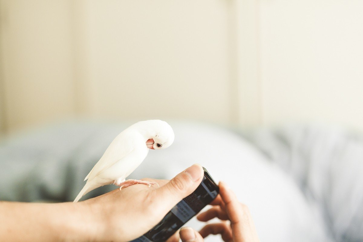 うちの子、あのね / 白文鳥ふーちゃん編｜yuricamera / 寺島由里佳