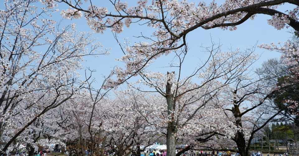 さくらが咲く 桜散る とだパパ Note