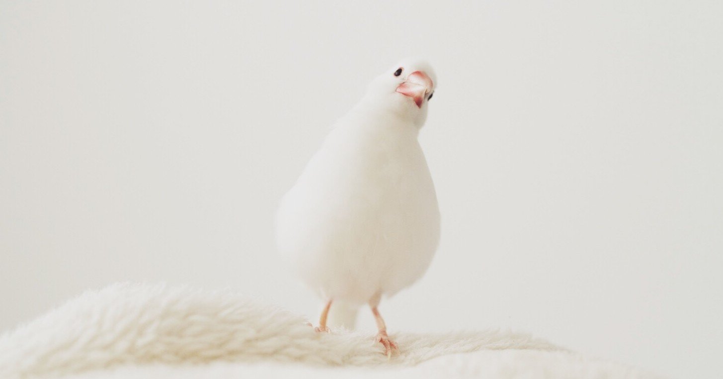 うちの子、あのね / 白文鳥ふーちゃん編｜yuricamera / 寺島由里佳