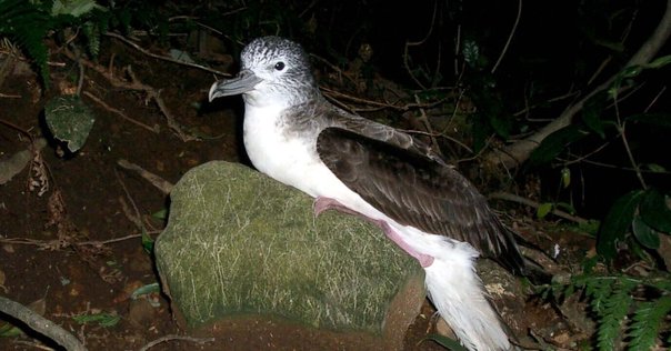 論文リスト] オオミズナギドリ｜shiomikozue