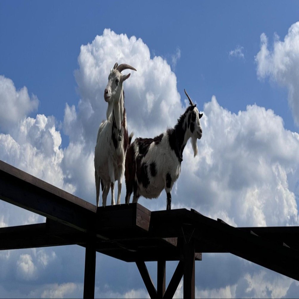 定番こそ至高！千葉の『マザー牧場』に行ったらとっても楽しかった｜OYONON