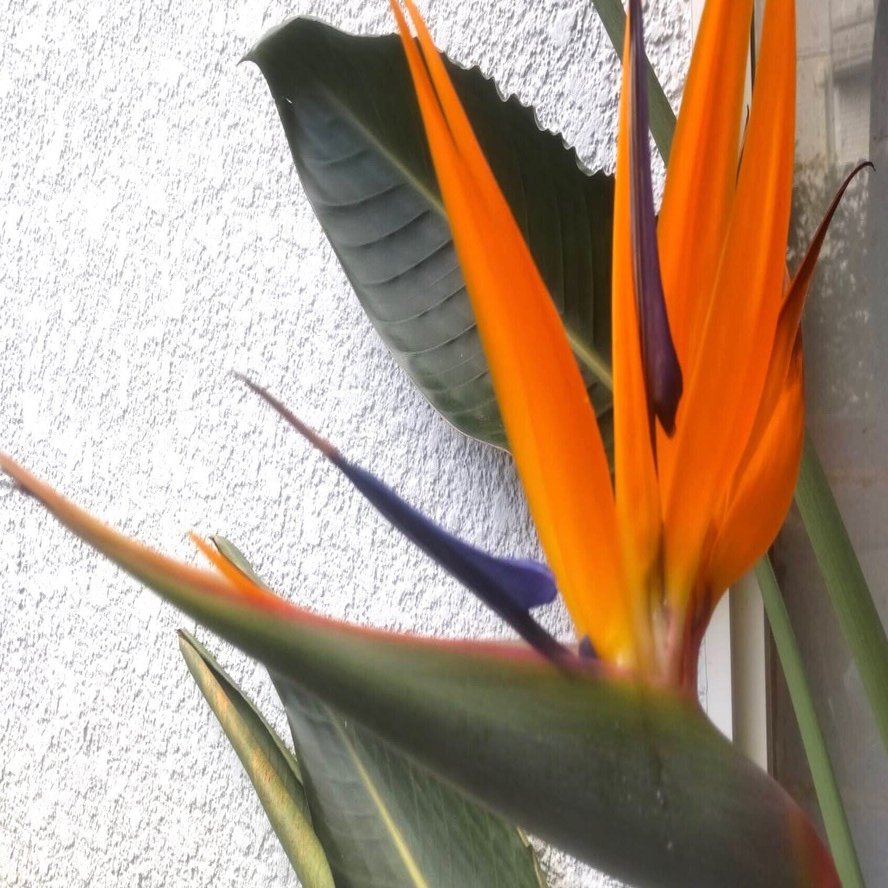 ストレリチア 〜 夏の終わりに開花 2025｜Strelitzia