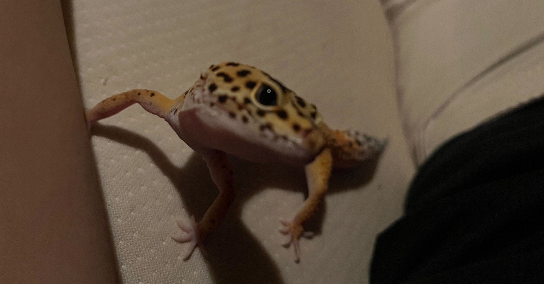 私の家族】レオパの紹介｜kanapiii