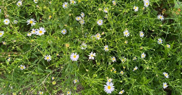 【新品未使用】 荒川洋治 詩集　真珠 SHINJU 第五回大岡信賞受賞作品　最新 SHINJU 荒川洋治 新詩集 新品未使用】 荒川洋治 詩集 真珠