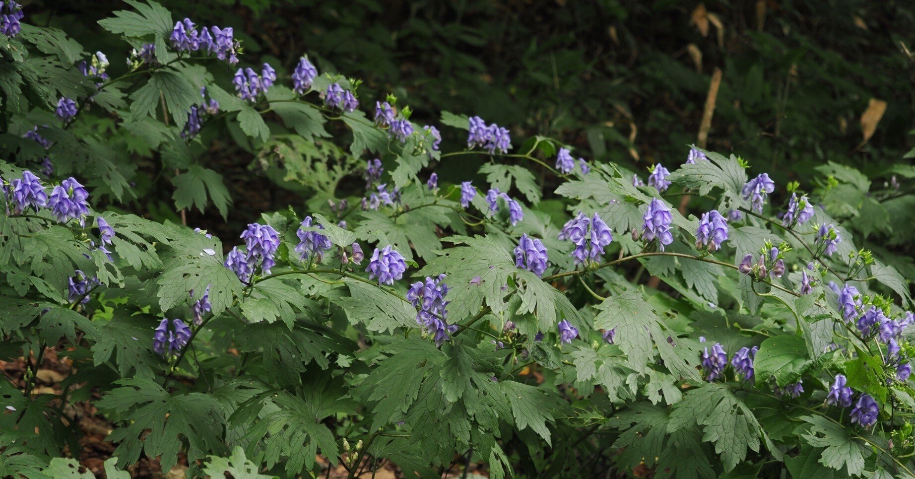 毒花 過去には重大事故も 身近な花に潜む毒 - ウェザーニュース