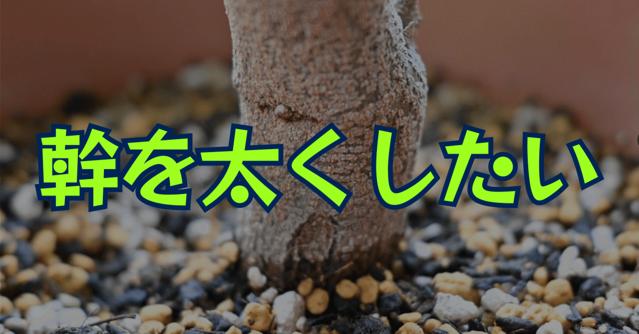 エバーフレッシュの幹を太く育てる方法｜多趣味なデザイナ