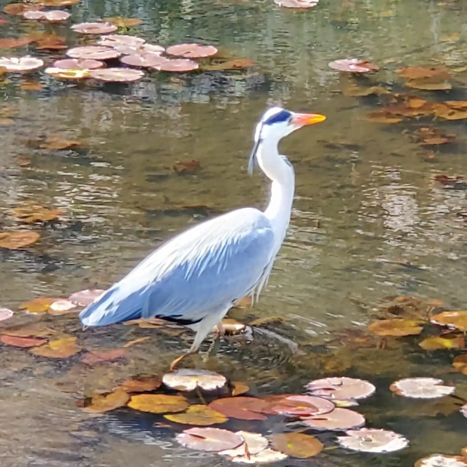 山下ユウリ