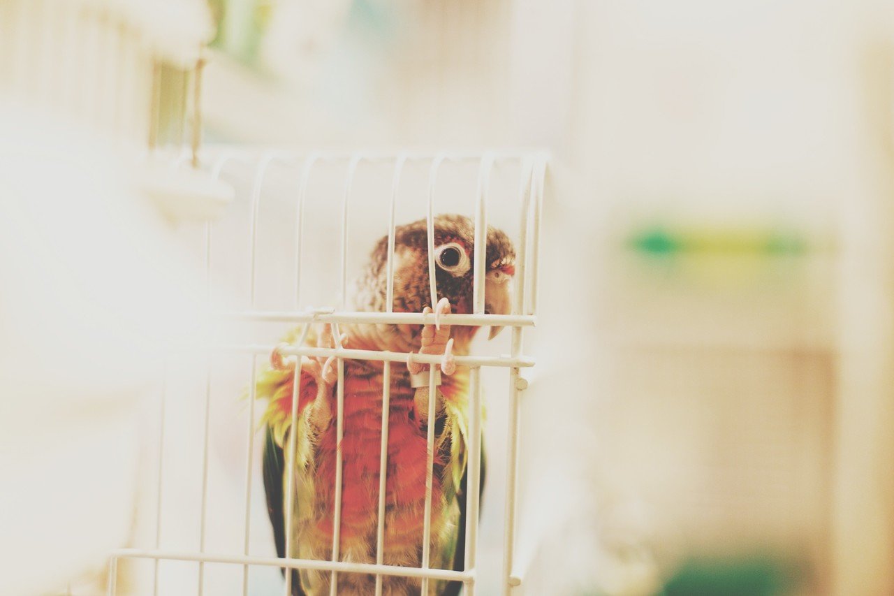 うちの子、あのね / 白文鳥ふーちゃん編｜yuricamera / 寺島由里佳