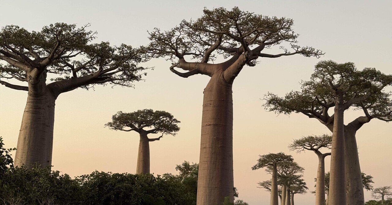 椰子の木 Amazon.co.jp: 造花 椰子（ヤシ）の葉 5本セット: ホーム