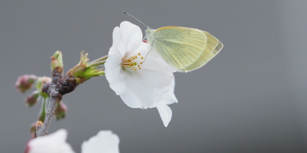 モンシロチョウは 桜の蜜を吸わない 3 31 フレネル Note モンシロチョウは 桜の蜜を吸わない 3 31 フレネル Note