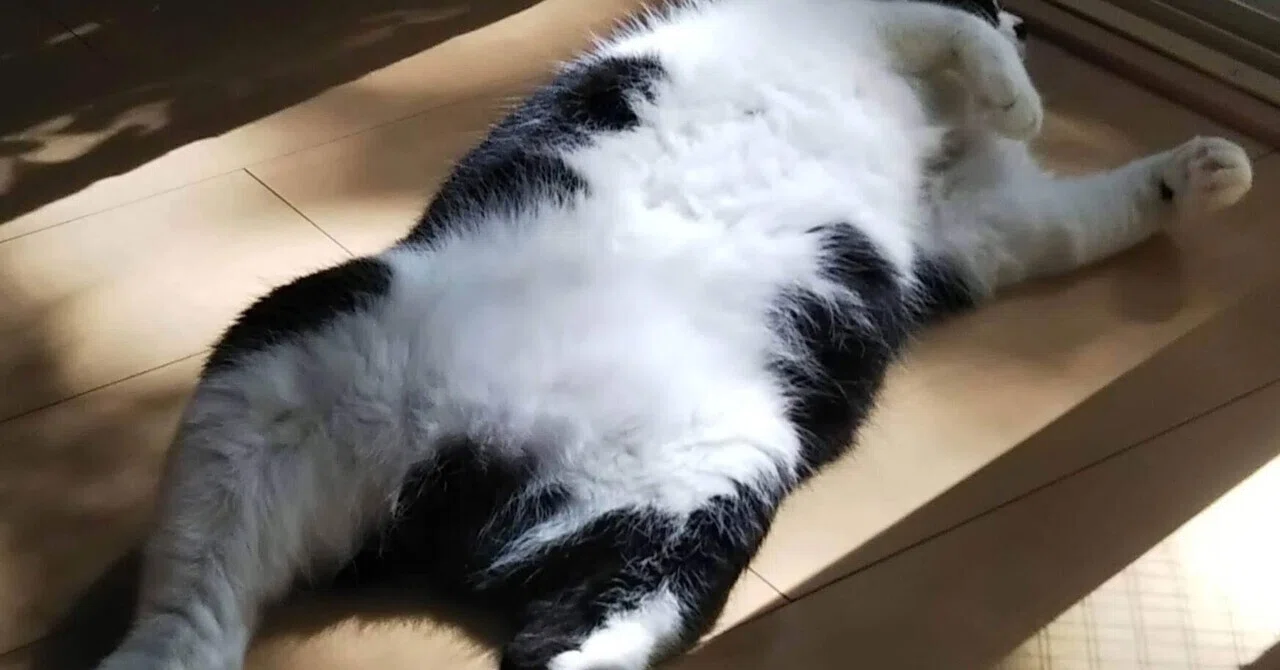My Amazing Self and a Slightly Sluggish Morning｜まつり 母になったマイナー外科専攻医