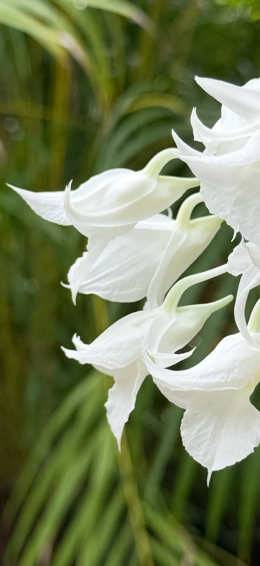 Dendrobium dearei: White flowers blooming beautifully on trees｜EGGSEED