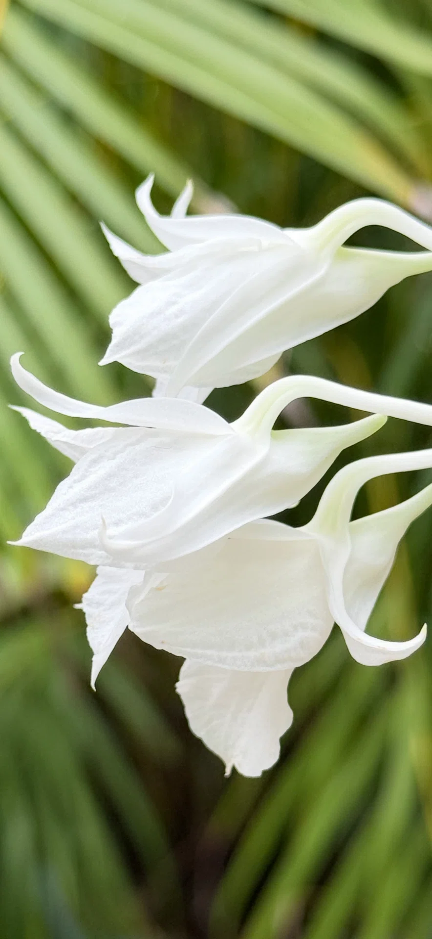Dendrobium dearei: White flowers blooming beautifully on trees｜EGGSEED