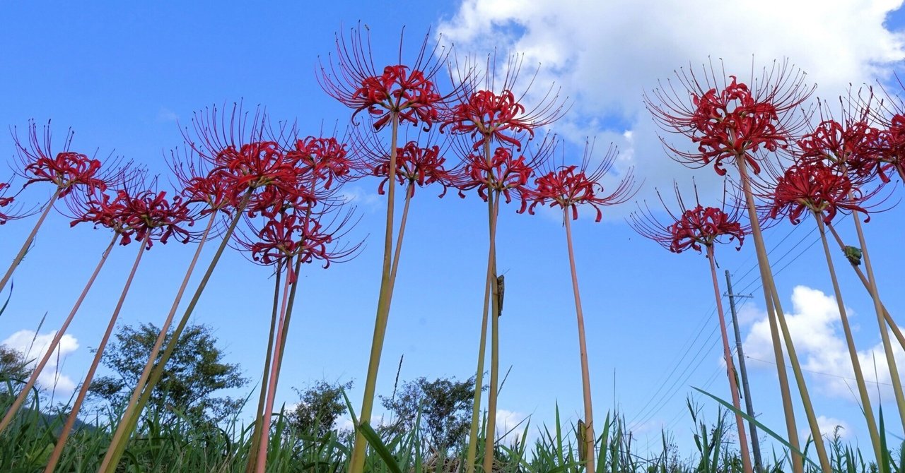カシニョール、海岸の花束 仙桃-xian tao-】ー彼岸花ティアラ | 仙女の箱