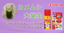 私たちは、大日本除虫菊株式会社 KINCHOです。～その1 除虫菊とシンカ