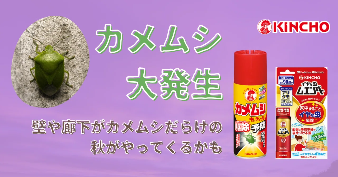 カメムシ大発生 ~当たり年の秋は、壁や廊下がカメムシだらけ|KINCHO公式note 大日本除虫菊株式会社 金鳥