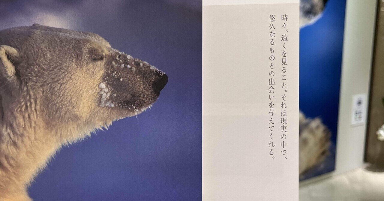 星野道夫　シロクマ親子ポスター 星野道夫 シロクマ親子ポスター 2025年最新】星野道夫 ポスター