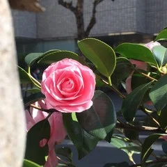 大好きな人に会いに行こう アイスクリーム溶ける前に｜はとだせいこ