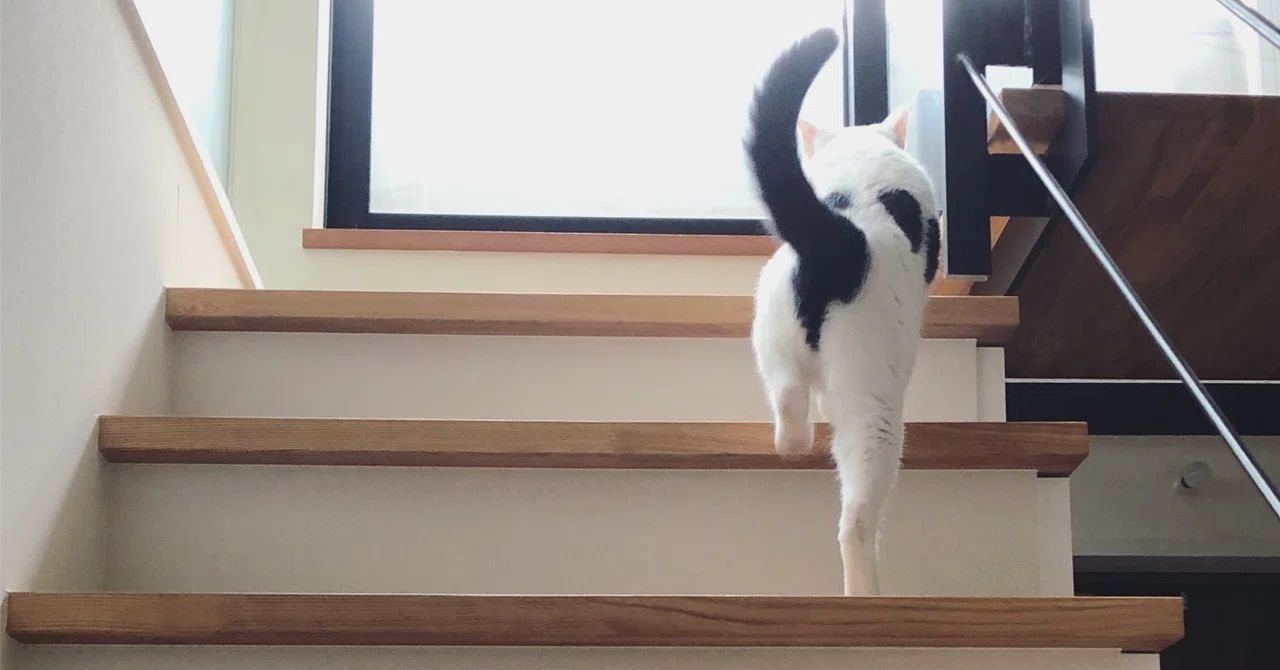 Cat Ethology Special｜亮