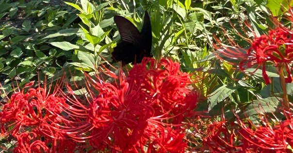 ユッカグロリオサ花茎④ 開花！｜Ikkyu