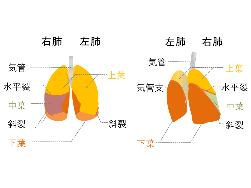 17 Powerpointでつくれる医療イラスト 素材探しに困ったら 図解のつくりかた Cozue Note