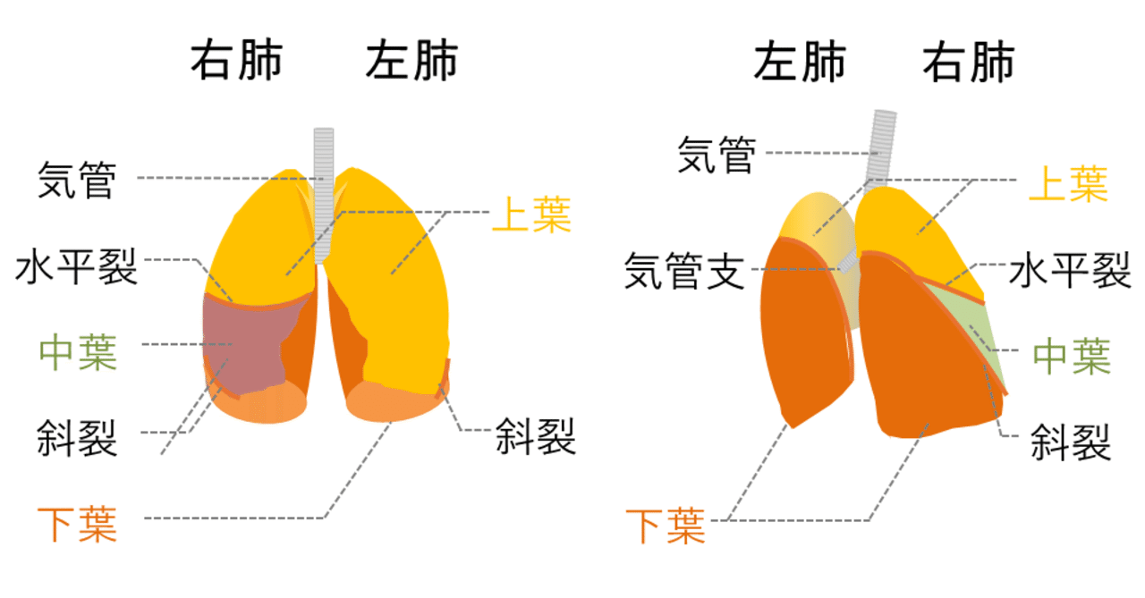 17 Powerpointでつくれる医療イラスト 素材探しに困ったら 図解のつくりかた Cozue Note