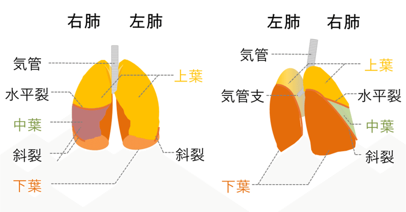 17 Powerpointでつくれる医療イラスト 素材探しに困ったら 図解のつくりかた Cozue Note