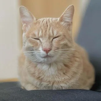 きなこもち