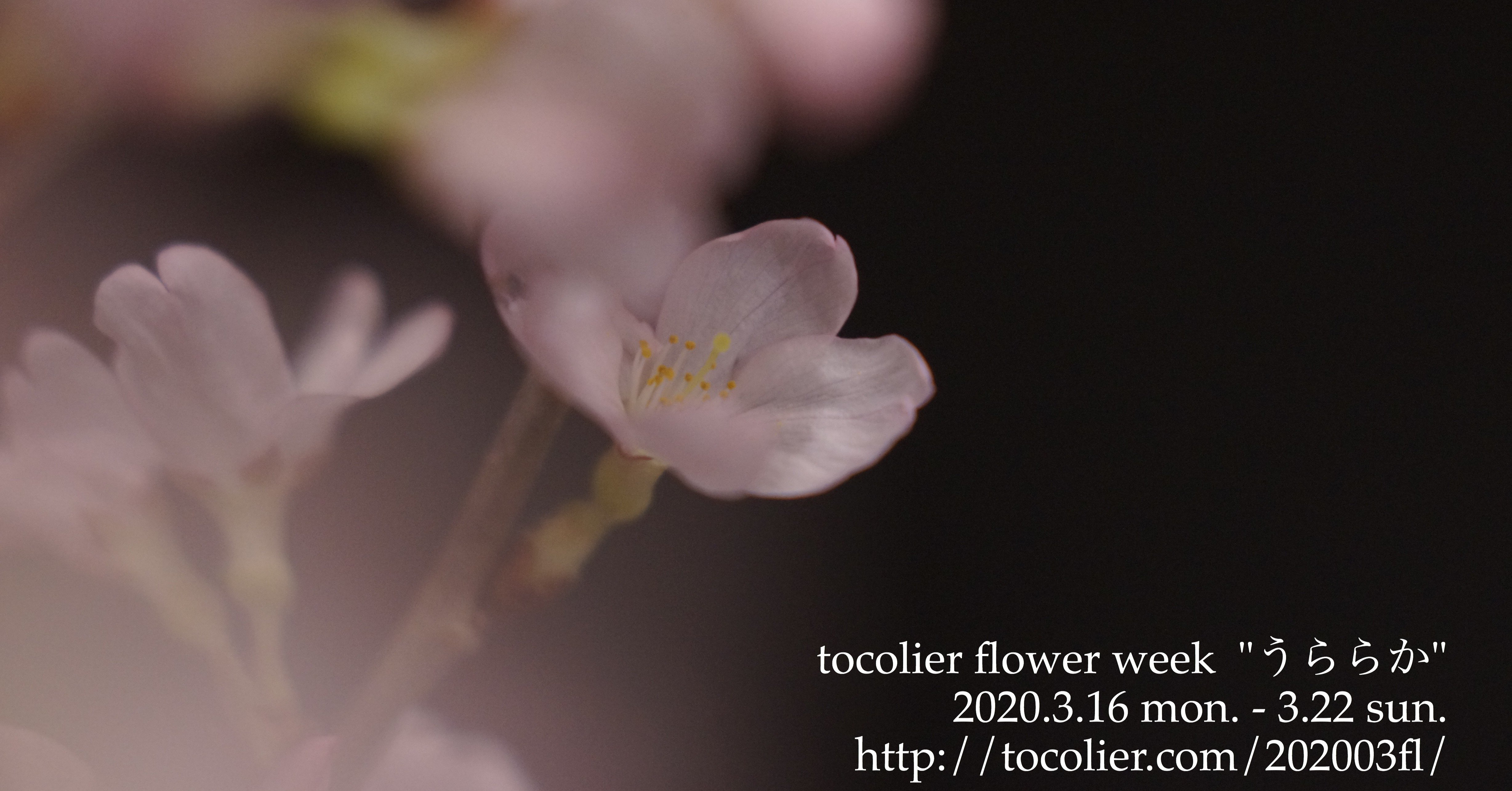 3月の花紹介 彼岸桜 Tocolier Note