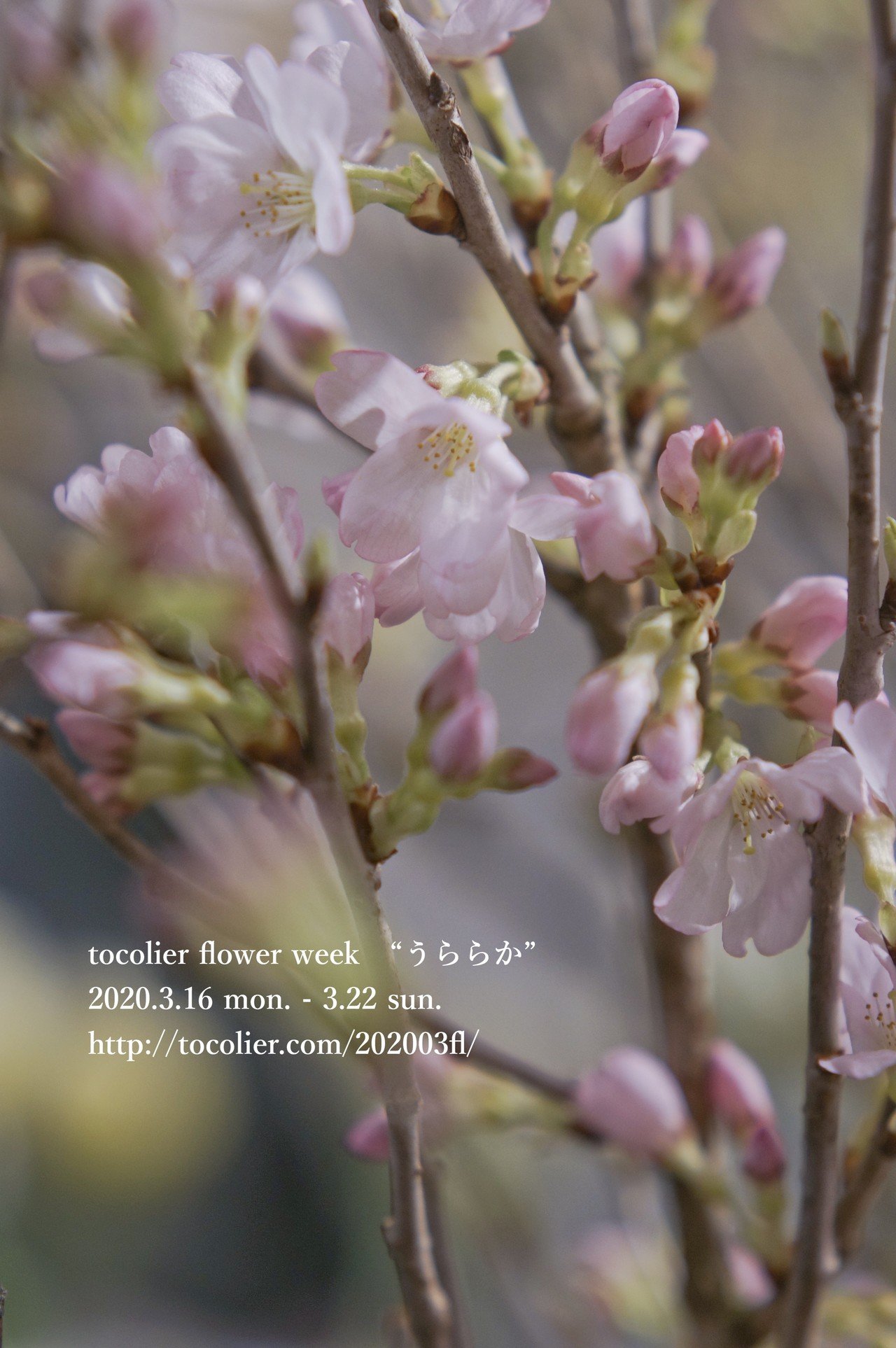 3月の花紹介 彼岸桜 Tocolier Note