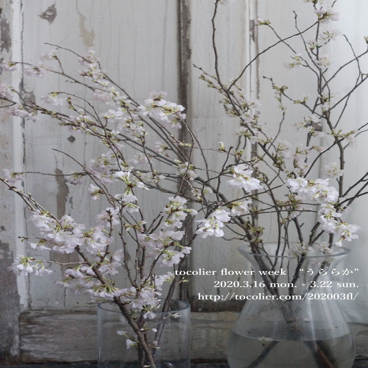 3月の花紹介 彼岸桜 Tocolier Note