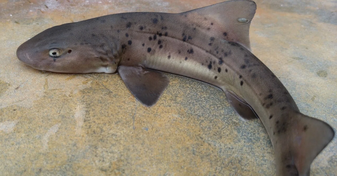 Monologue while light fishing｜mono