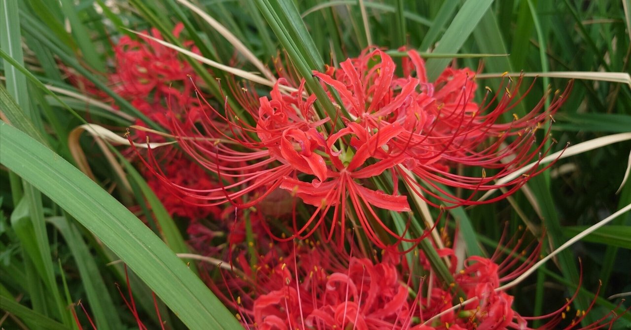 道端の彼岸花2025年10月2日｜レタス