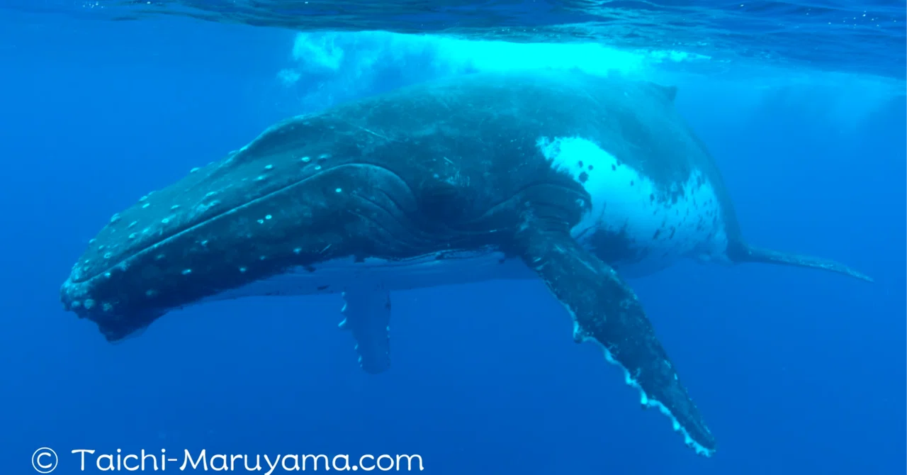 🐳 The humpback whale that stared at me right in front of me for a while ...