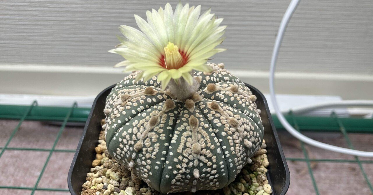 サボテンの花が咲きました！｜サキュビットくん