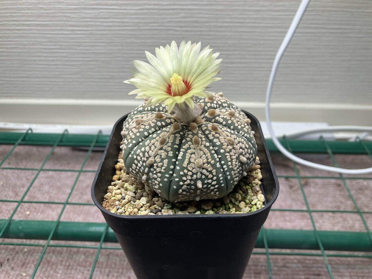 【珍品.斑入り】多肉植物　花サボテン　Cc-62. 珍品.斑入り】多肉植物 花サボテン Cc-62. 珍品.斑入り】多肉植物 花