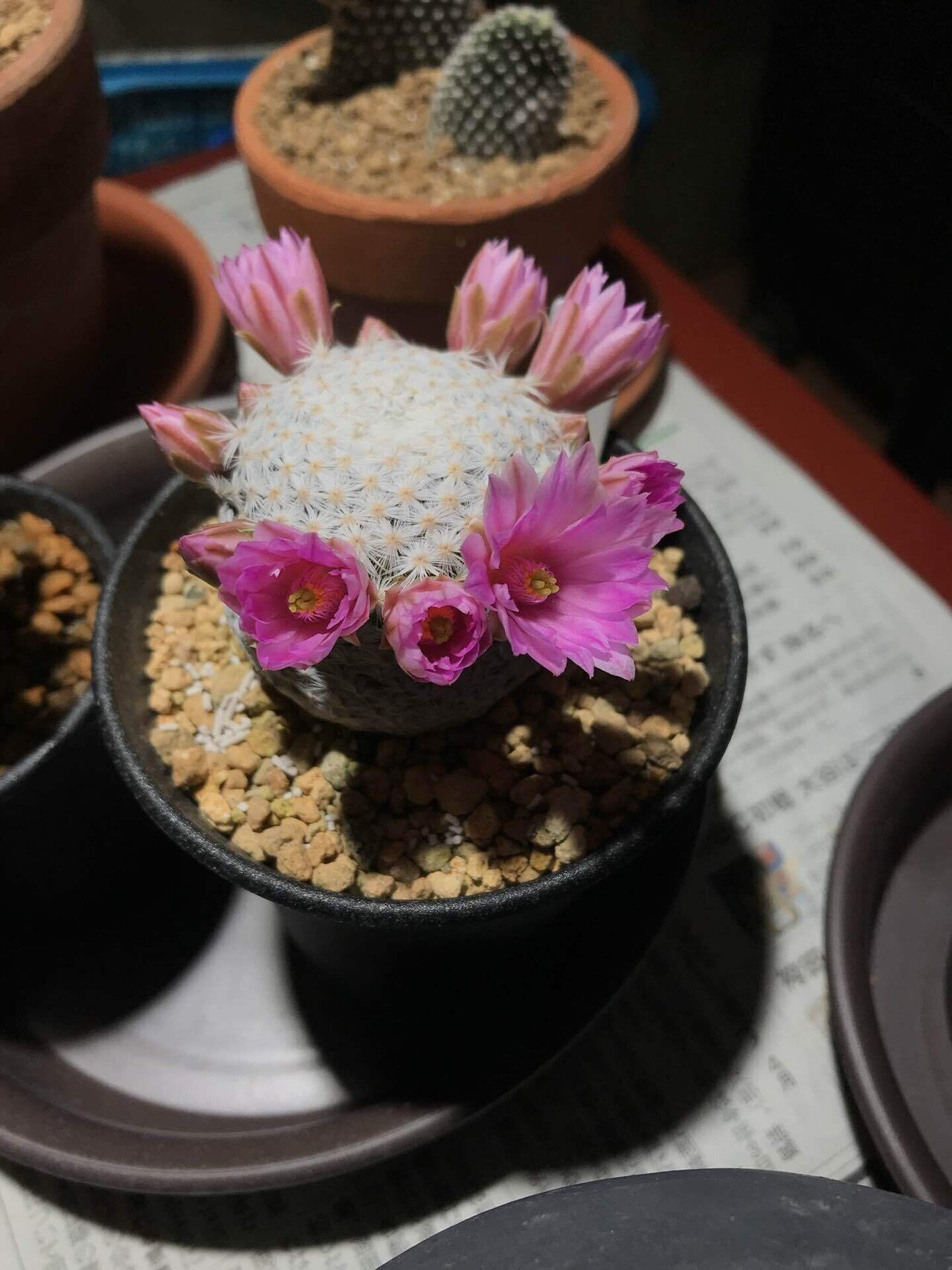 サボテンの花が咲きました！｜サキュビットくん