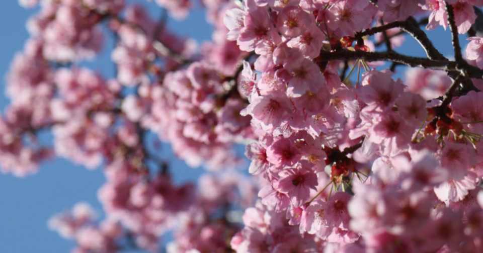 今日から フリーランス公務員になります ひの あい Note