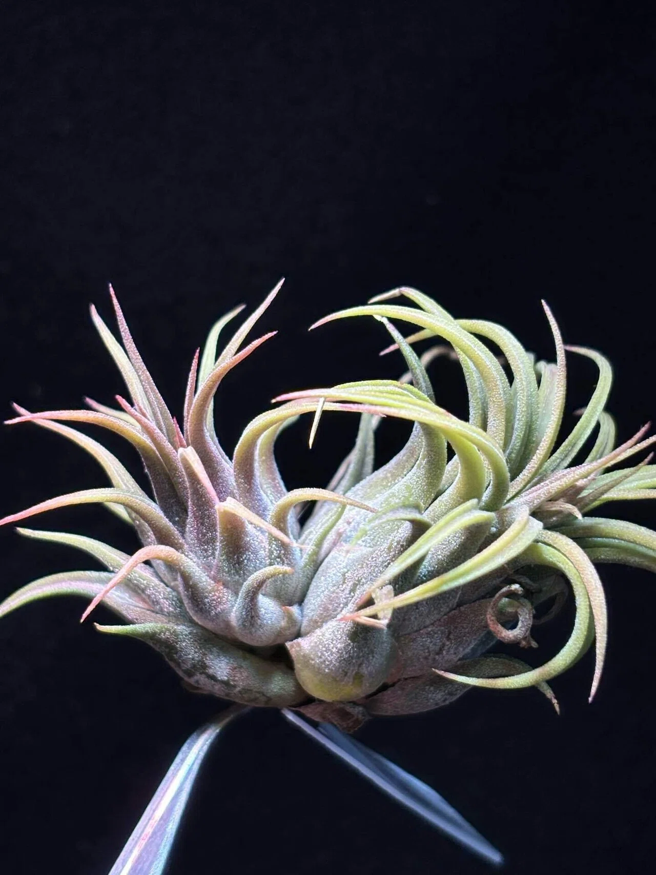 ionantha'Rosita' from TI｜sioncolorwheel